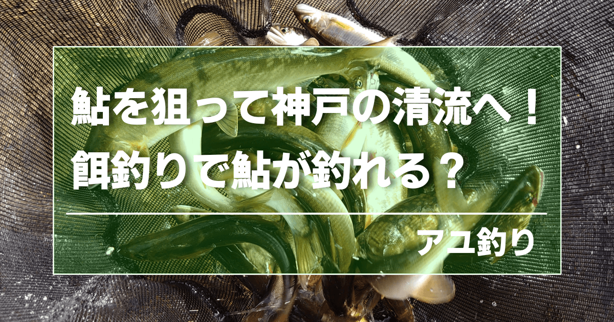 鮎を狙って神戸の清流へ！餌釣りで鮎を狙う！ | はりまトトさんぽ
